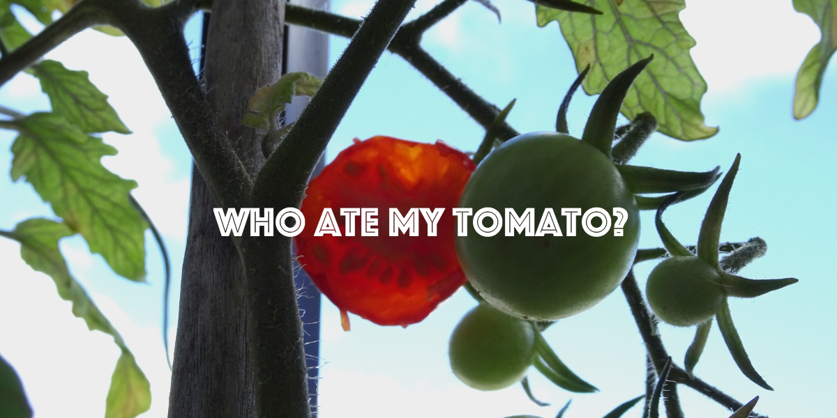 Who ate my tomato?